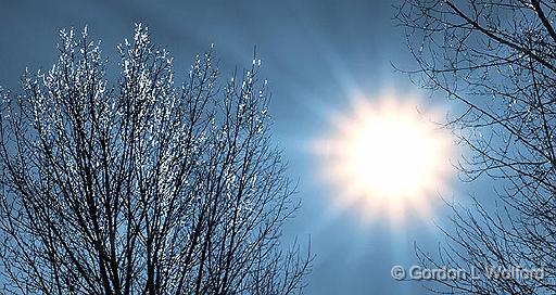 Sparkling Tree_P1020130.jpg - Photographed at Smiths Falls, Ontario, Canada.